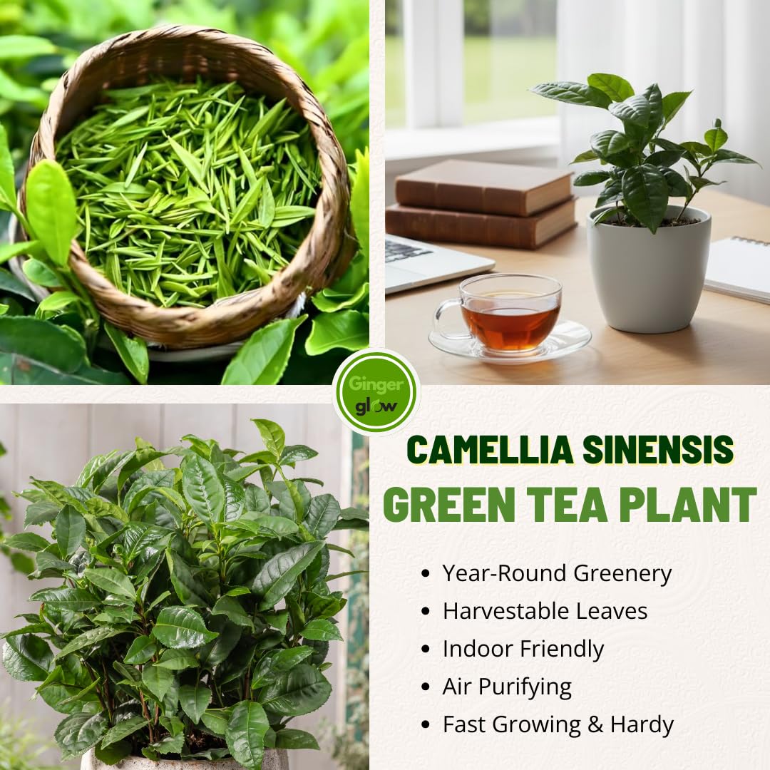 Camellia Sinensis Plant Live 4 Inch Tall | Evergreen Tea Plant | Ideal for Patio Containers, Garden Beds, Hedge Planting & Landscape Use