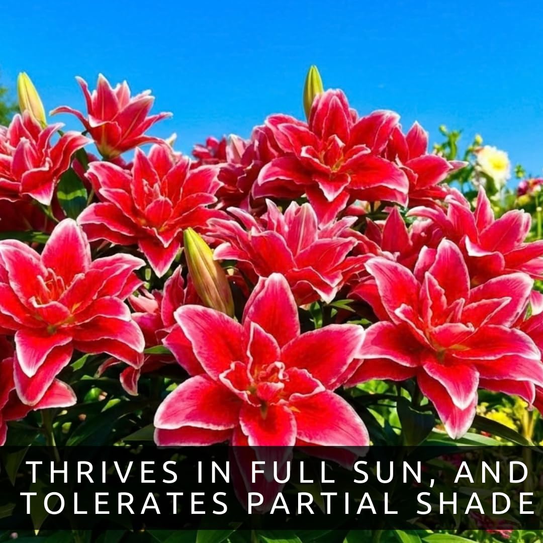 Red Roselily Double Oriental Lily Bulbs – Fragrant, Pollen-Free, Fully Double Blooms – Premium Perennial Flower for Garden Beds & Cut Arrangements (3 Bulbs)