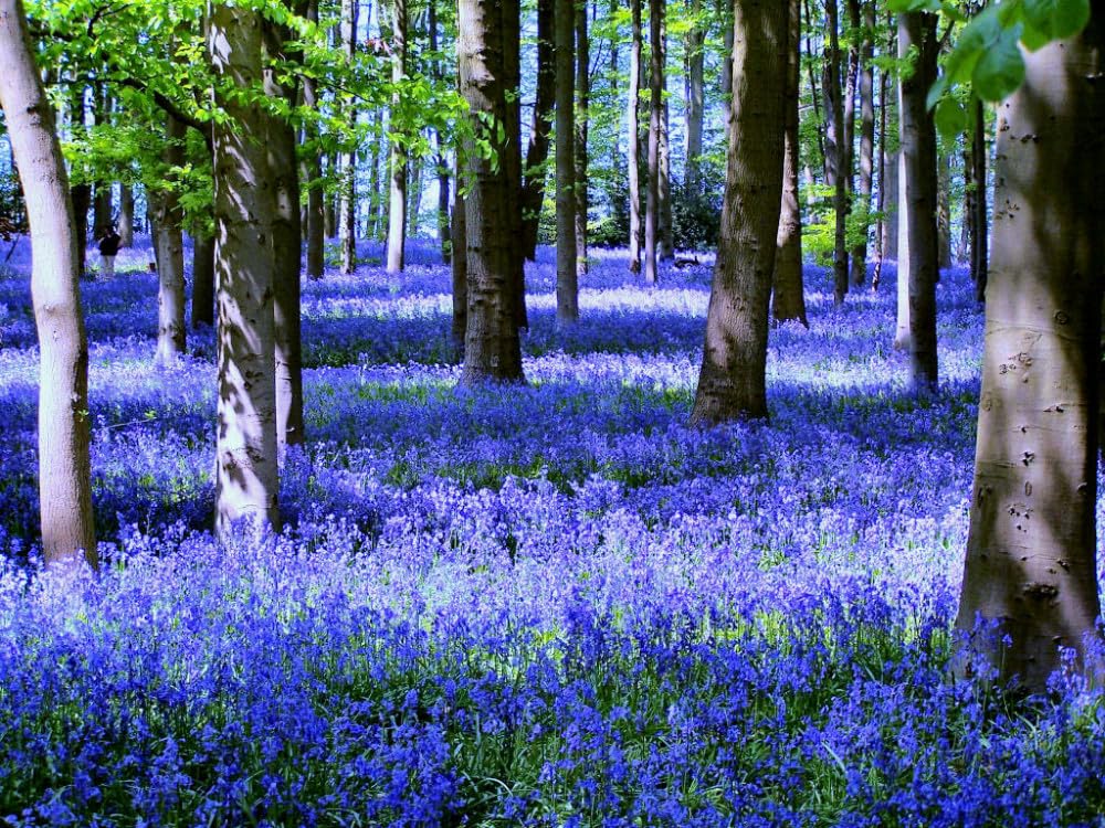 Live Plant - 20 Virginia Bluebell Flowers/Roots - Blue Bell Plants - Mertensia virginica