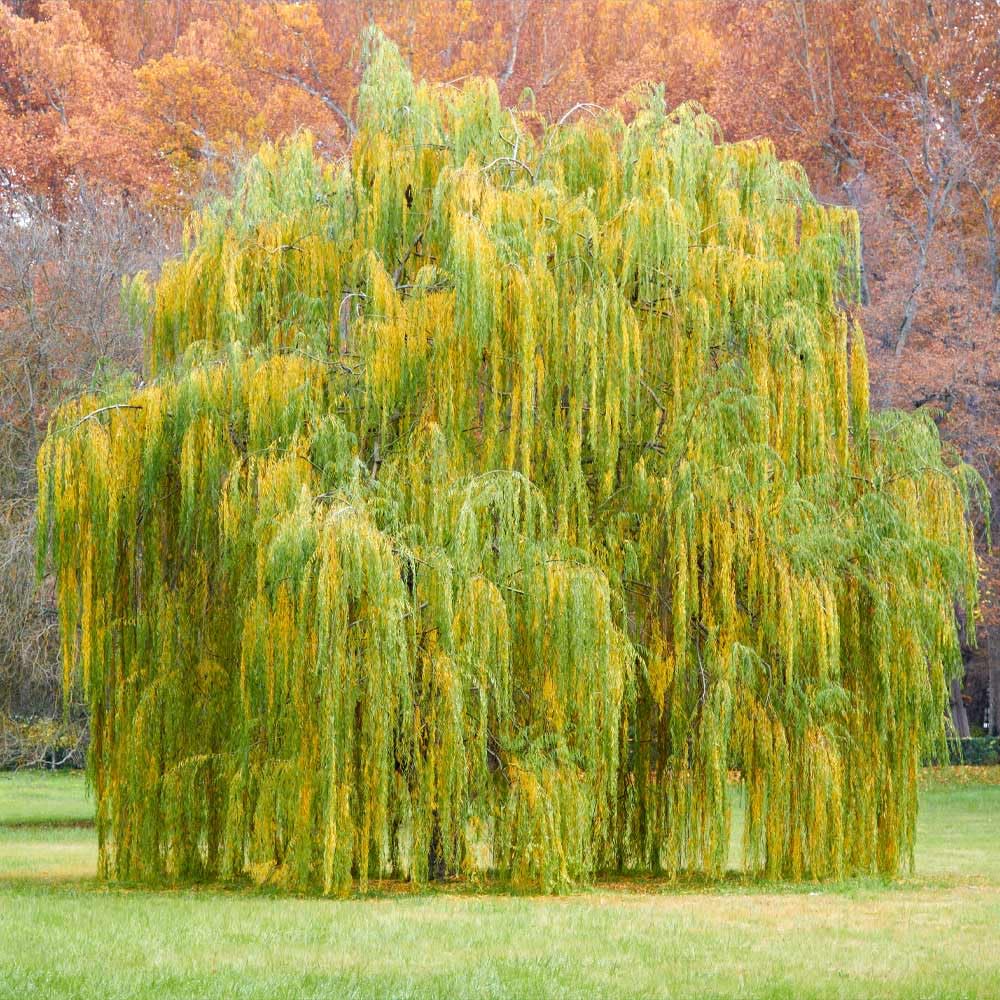 Brighter Blooms - Weeping Willow Tree, 4-5 ft. - No Shipping to AK, AZ, HI