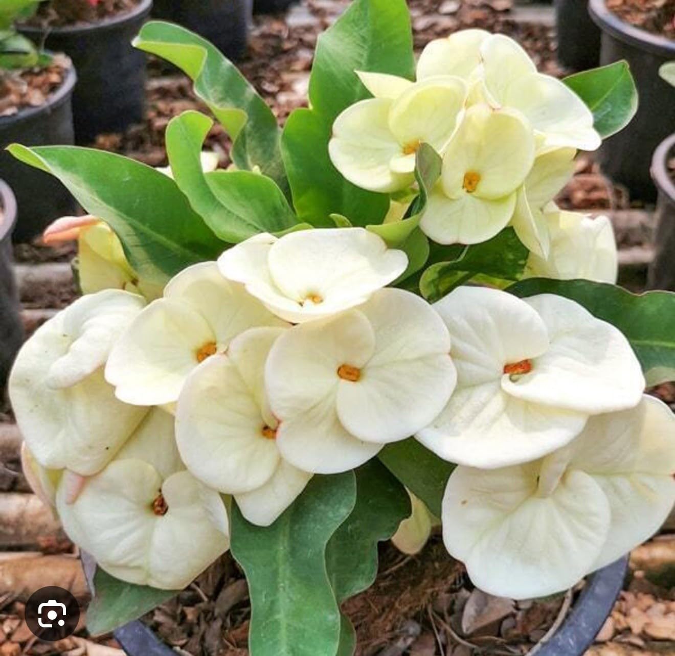 Live Plant - Term Ngern-Crown of Thorns-Euphorbia Milii Christ Plant