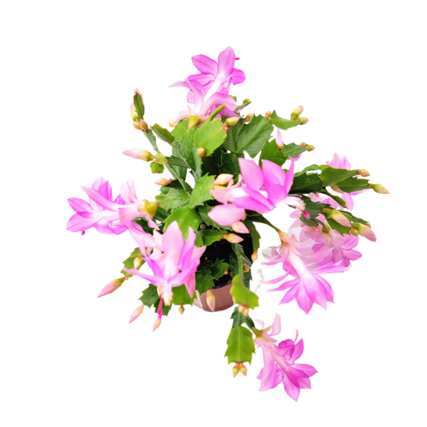 Wonderland Flora Thanksgiving Cactus, Pink Seasonal Blooms, Live Indoor Plant, Flowering Houseplant, Christmas Cactus, 4-Inch Pot, Holiday Decor, Pet Safe, Free Heat Pack