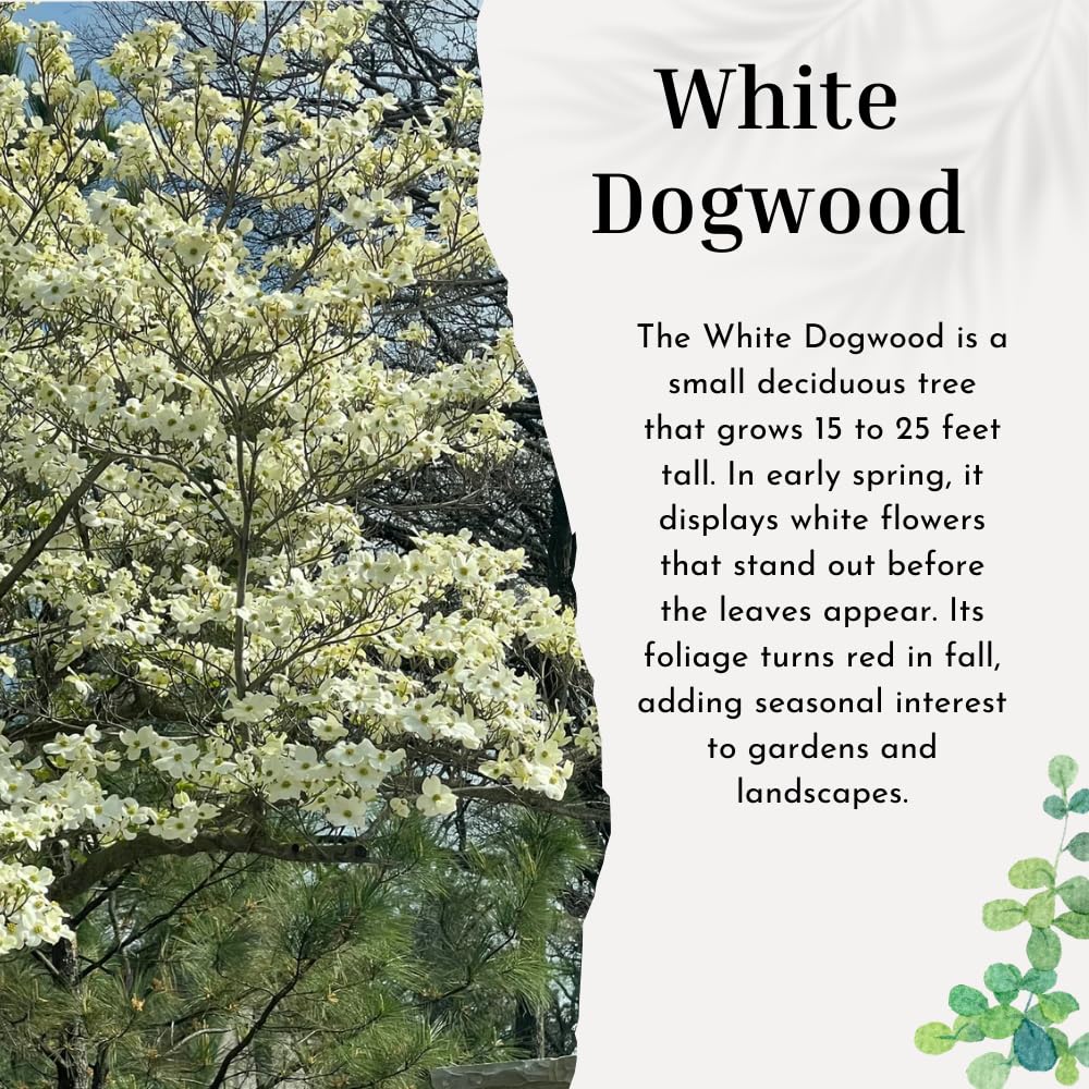 Dogwood Live Tree Plant, Flowering Dogwood Plant Live from 8 to 10 Inches Tall in Quart Pot for Outdoor Planting, Dormant in Winter (White)