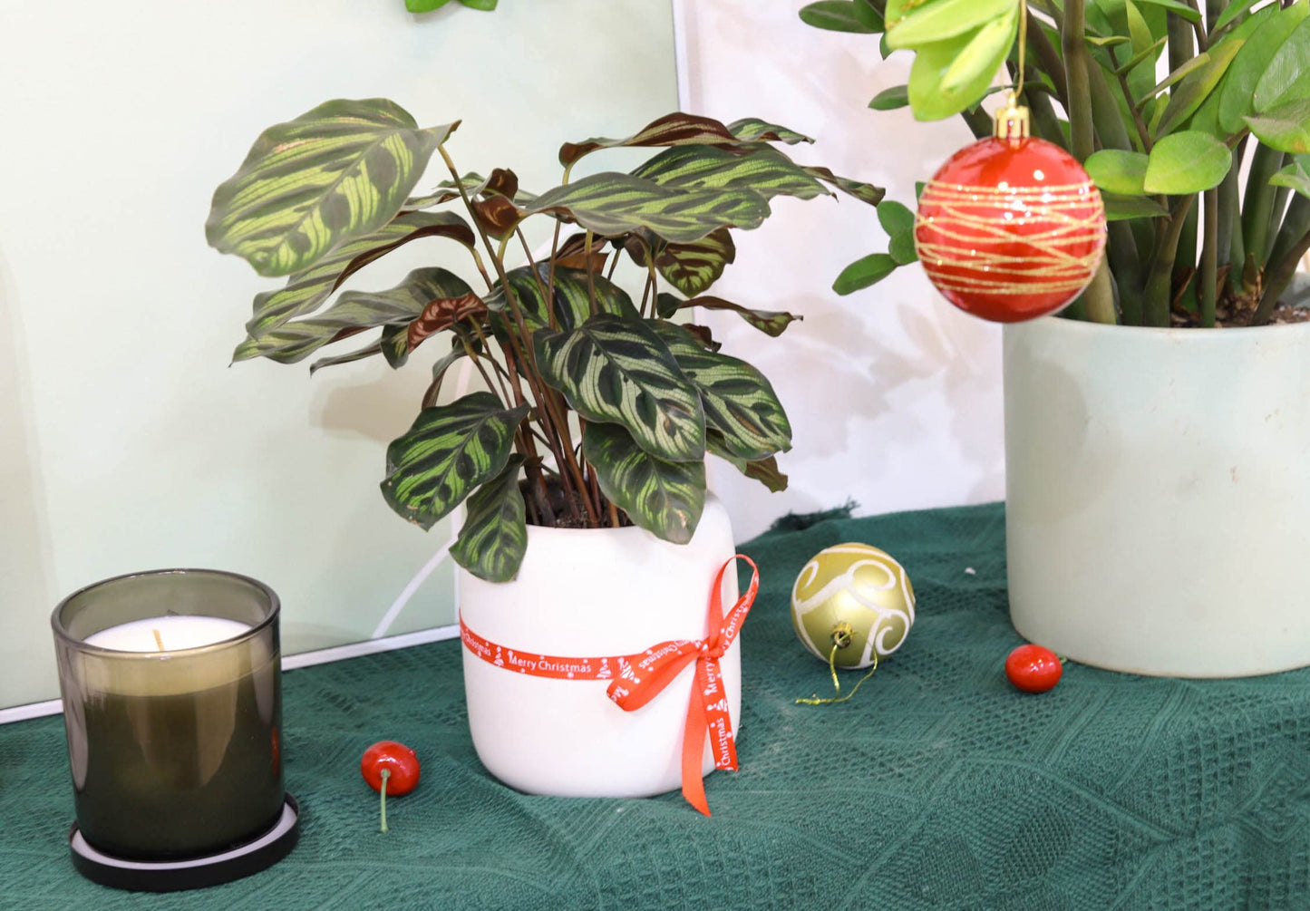 Calathea makoyana Peacock (4" Grower Pot) - Peacock Prayer Plant - Eye-catching, Easy to Grow, Easy to Care Houseplant - Live Healthy Houseplant for Home Office Decoration