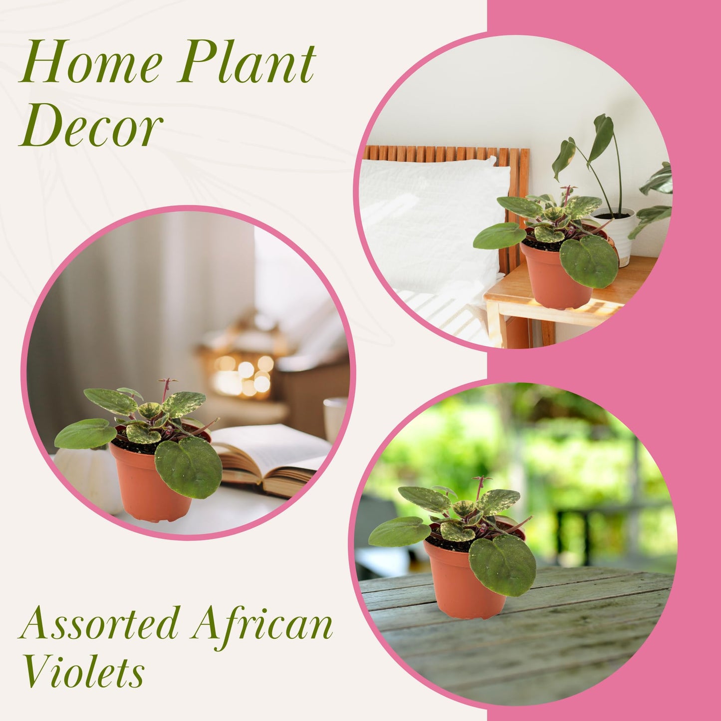 Live Plant Assorted African Violets 4" - Easy to Care and Grow Air Purifying Indoor House Plants - Rare African Violets Plant - Flowers for Home Office Room Decor & Giftable(Heat Pack Included)