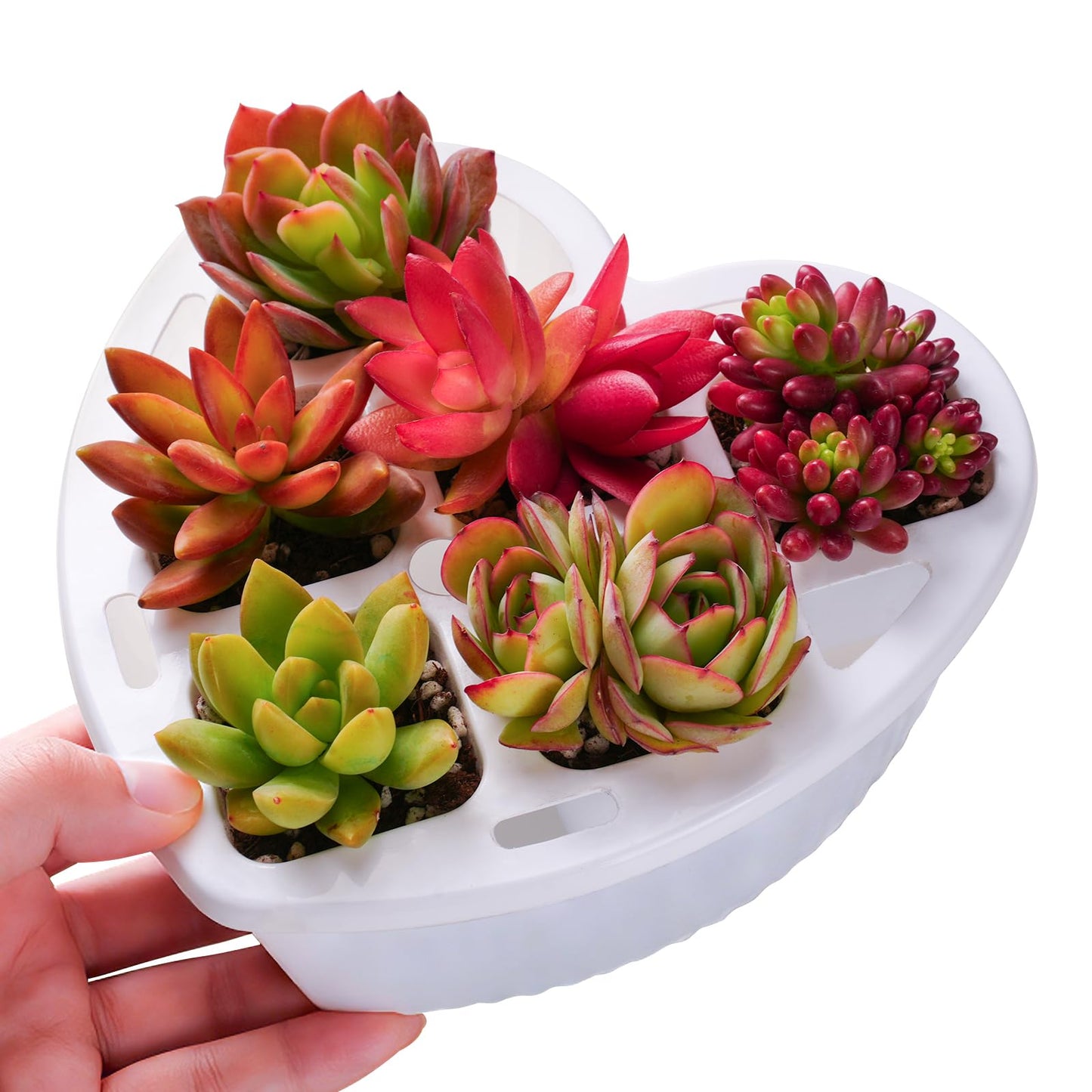 Sprout N Green 6 Live Succulents in Heart Shaped Planter, Assorted Lovely Plants for Mother's Day Valentine's Day Anniversary Housewarming, Romantic Birthday Gift for Your Lover Girlfriend Wife