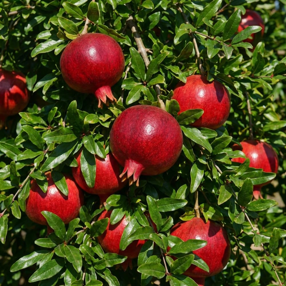 Red Pomegranate Plant Live, Cold Hardy Pomegranate Tree Live Plants for Home Garden, Edible Fruit Trees from 4 to 6 Inches Tall