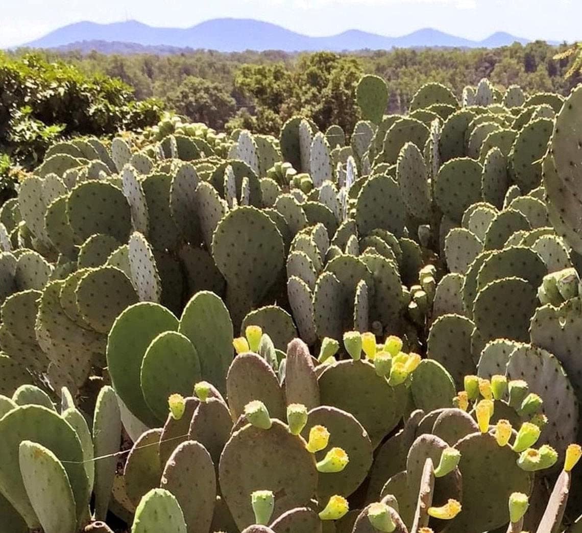 Creation Cultivated - Live "Spineless Prickly Pear Cactus" - Opuntia cacanapa "Ellisiana" (1 PAD Cutting) / Winter Hardy Cactus - USDA Zone 6 / Unrooted Freshly Cut Cactus Pads / Tortoise Food