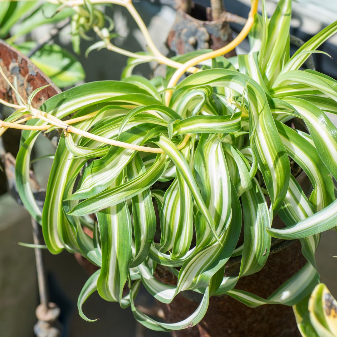 Airplane Spider Plant Live, Curly Spider Plants Live Houseplant in 4 Inches Pot, Indoor Oudoor Decor, Can Grow in Hanging Basket