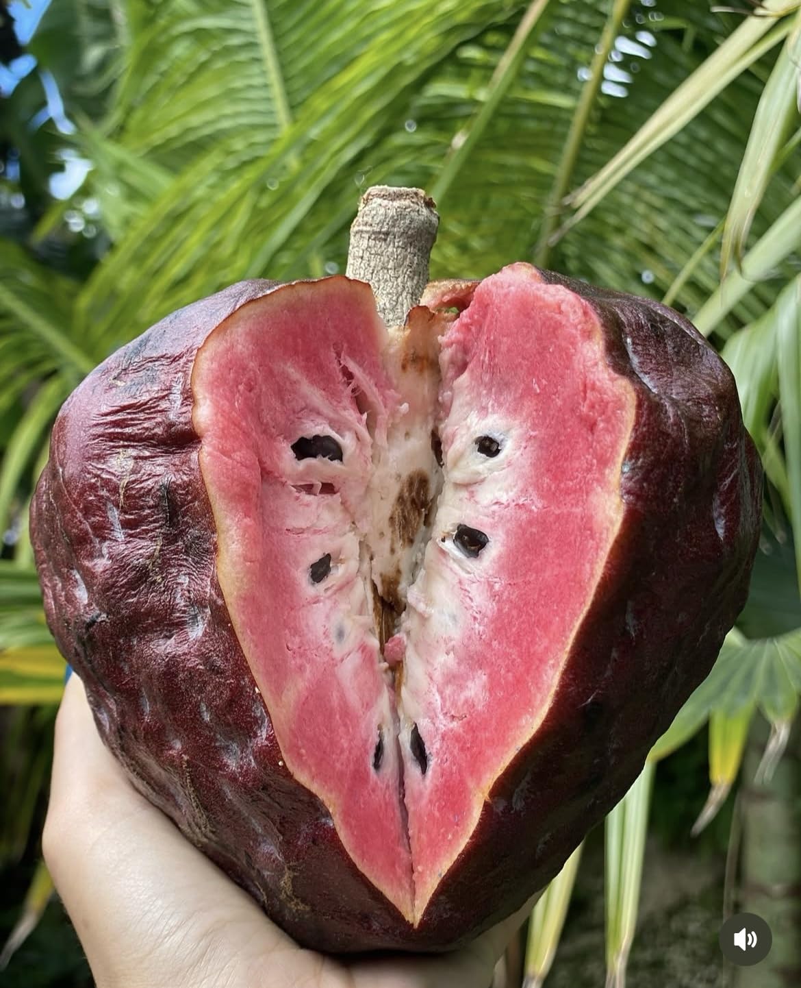 Red Custard Apple Tree – 8–12 in Live Tropical Fruit Tree Seedling (Annona reticulata L) | Naturally Grown from Seed | Sweet, Creamy Red-Fleshed Fruit | Rare Fast-Growing Live Plant