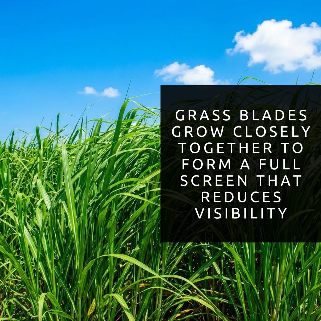 Elephant Grass Seeds - Tallest Grass in the World - Ships from Iowa, Made in USA (1,000 Seeds)