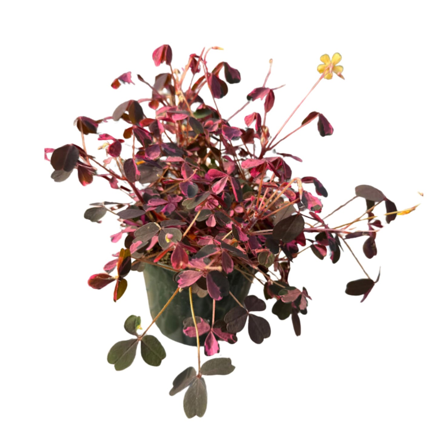 Oxalis Plum Crazy Live Plant in 4-Inch Pot - Unique Purple & Green Triangular Foliage, Easy Care Indoor/Outdoor Plant for Home Décor, Garden, and Gift Giving (Heat Pack Included)