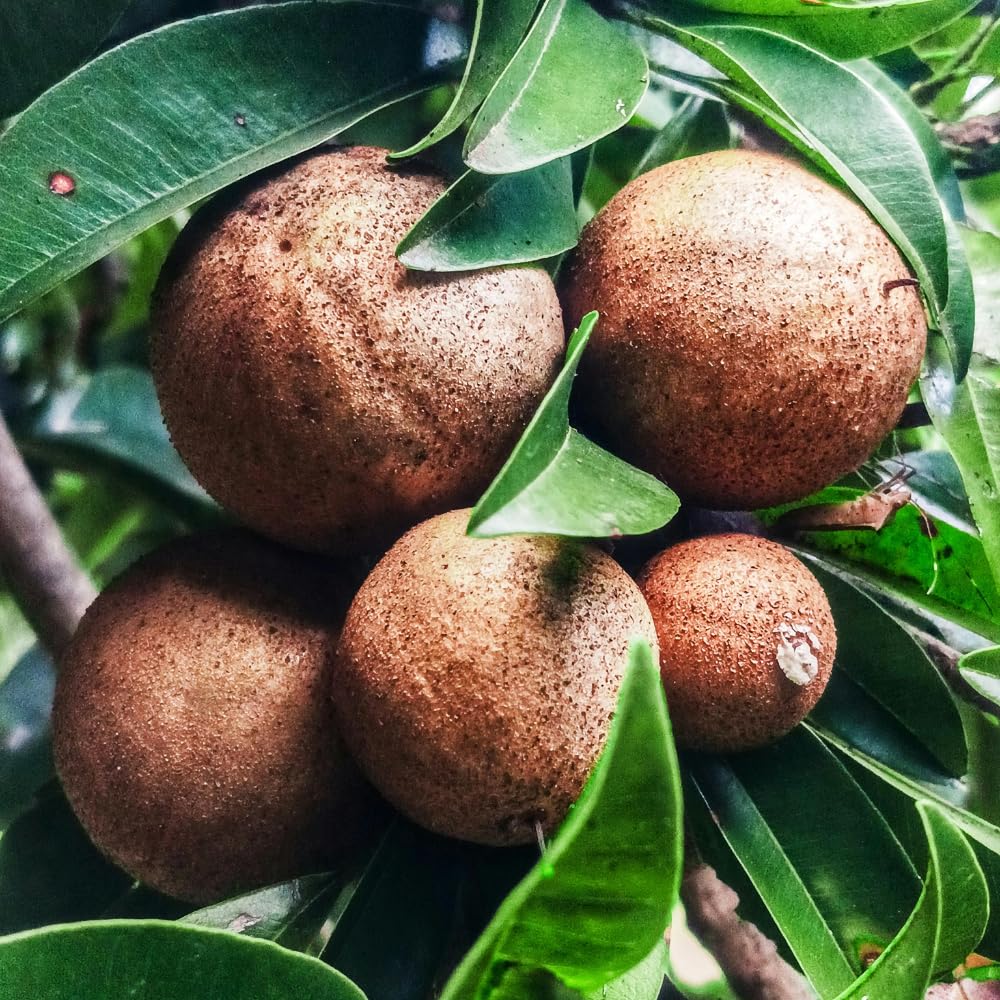 Sapodilla Tree Live Plant, Sapote Fruit Tree Plants for Outdoor Garden, 2-3' Tall in 3 Gallon Pot, No Ship to CA