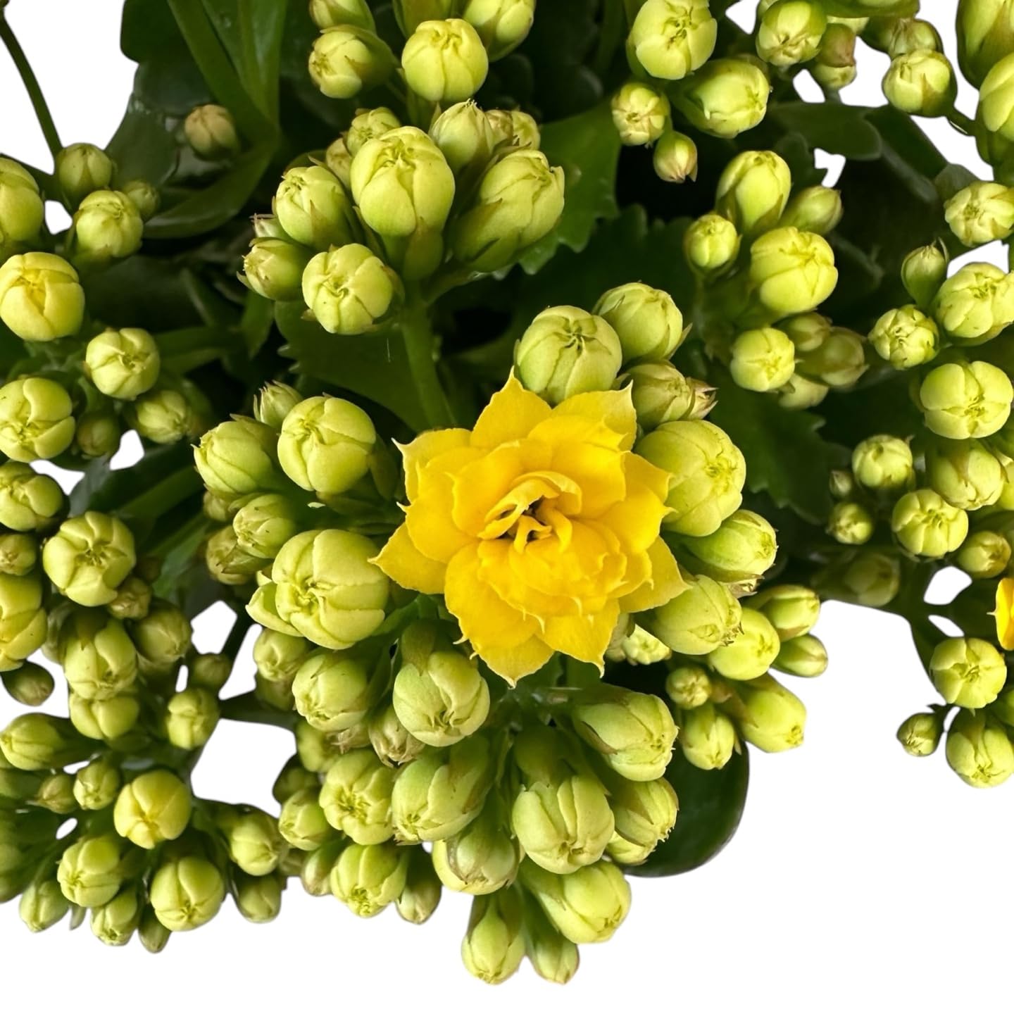 Kalanchoe Live Succulents Plants, Live Flowers, Kalanchoe Plant, Yellow, Rare Easy Care Indoor Plant, in 4.5 inch Pot