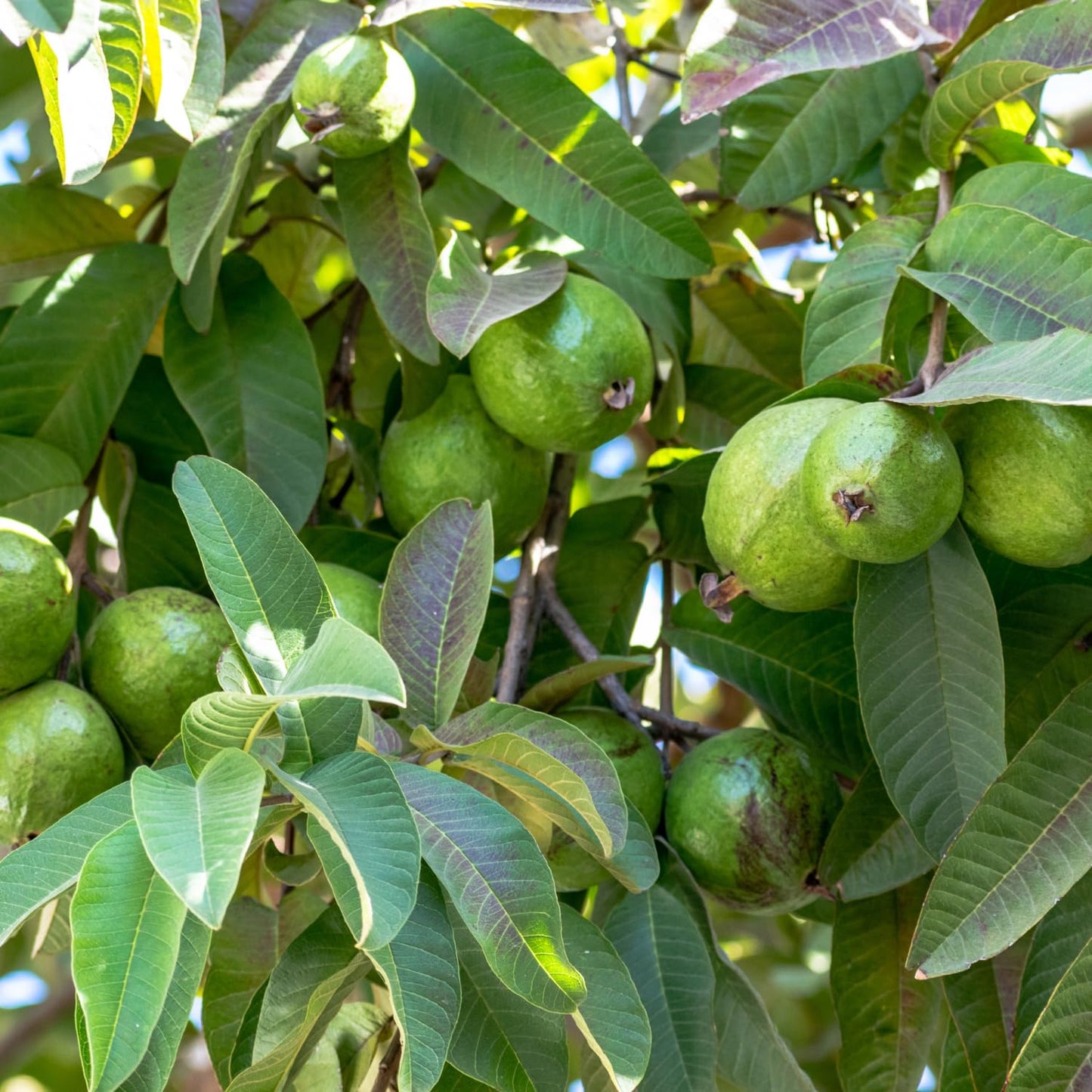 Guava Tree Live Plant, Pink Guava Plant for Planting Indoor Outdoor, 5 to 7 Inc