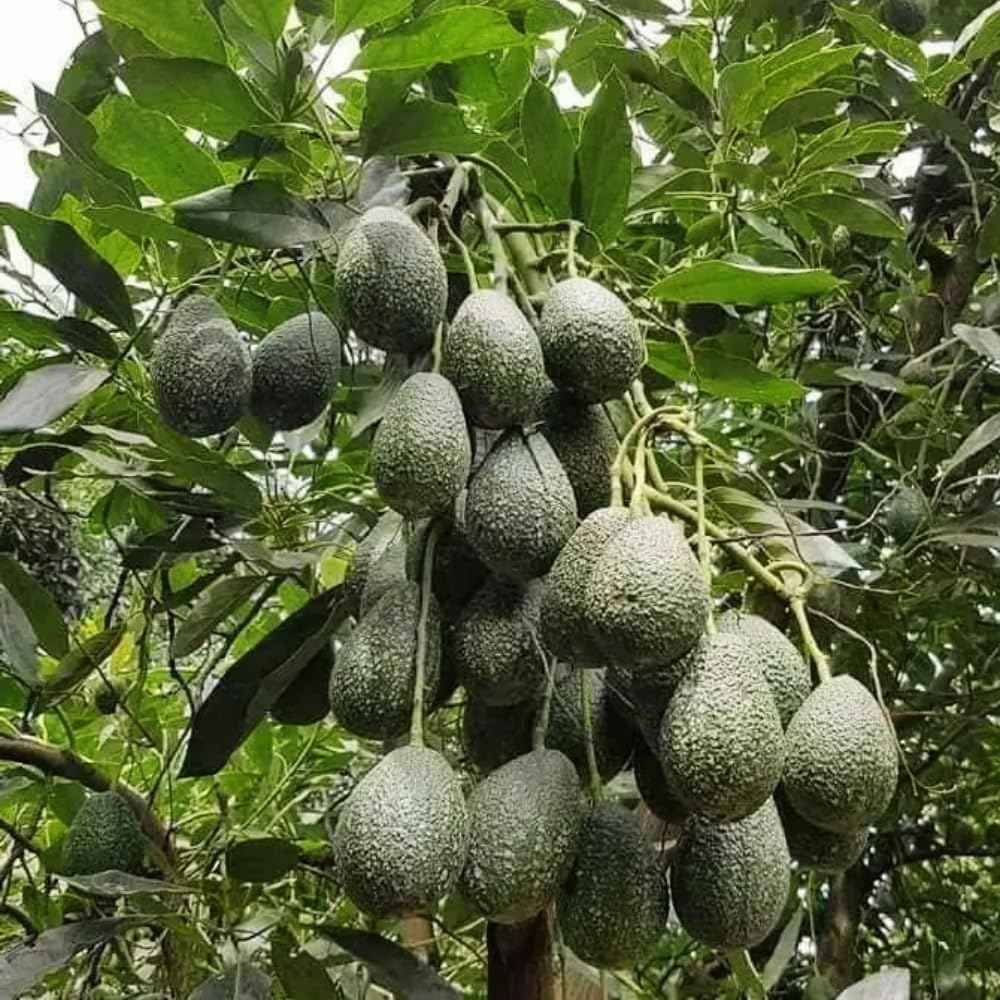 HASS Avocado Tree, Avocado Trees Live Plants in 3 Gallon Pot, Fruit Bearing Plant for Outdoor Garden, 1-2 Feet Tall, No CA