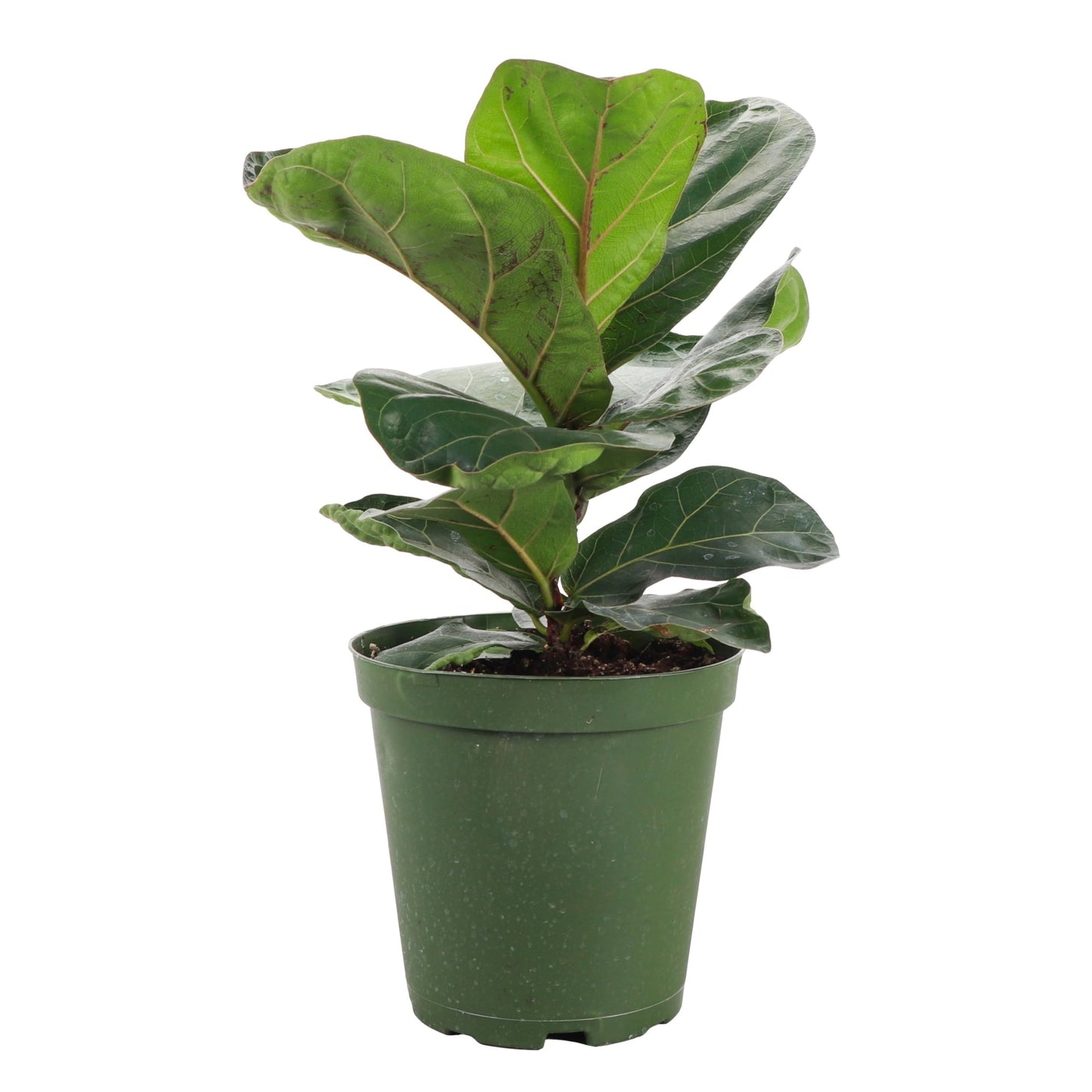 Thorsen's Greenhouse Ficus Lyrata, Fiddle Leaf Fig Plant, Rare, Live Indoor Plant, Collector Plant, Beautiful Foliage, Statement Piece, 6" Diameter Pot (Nursery Pot, 6" Pot)