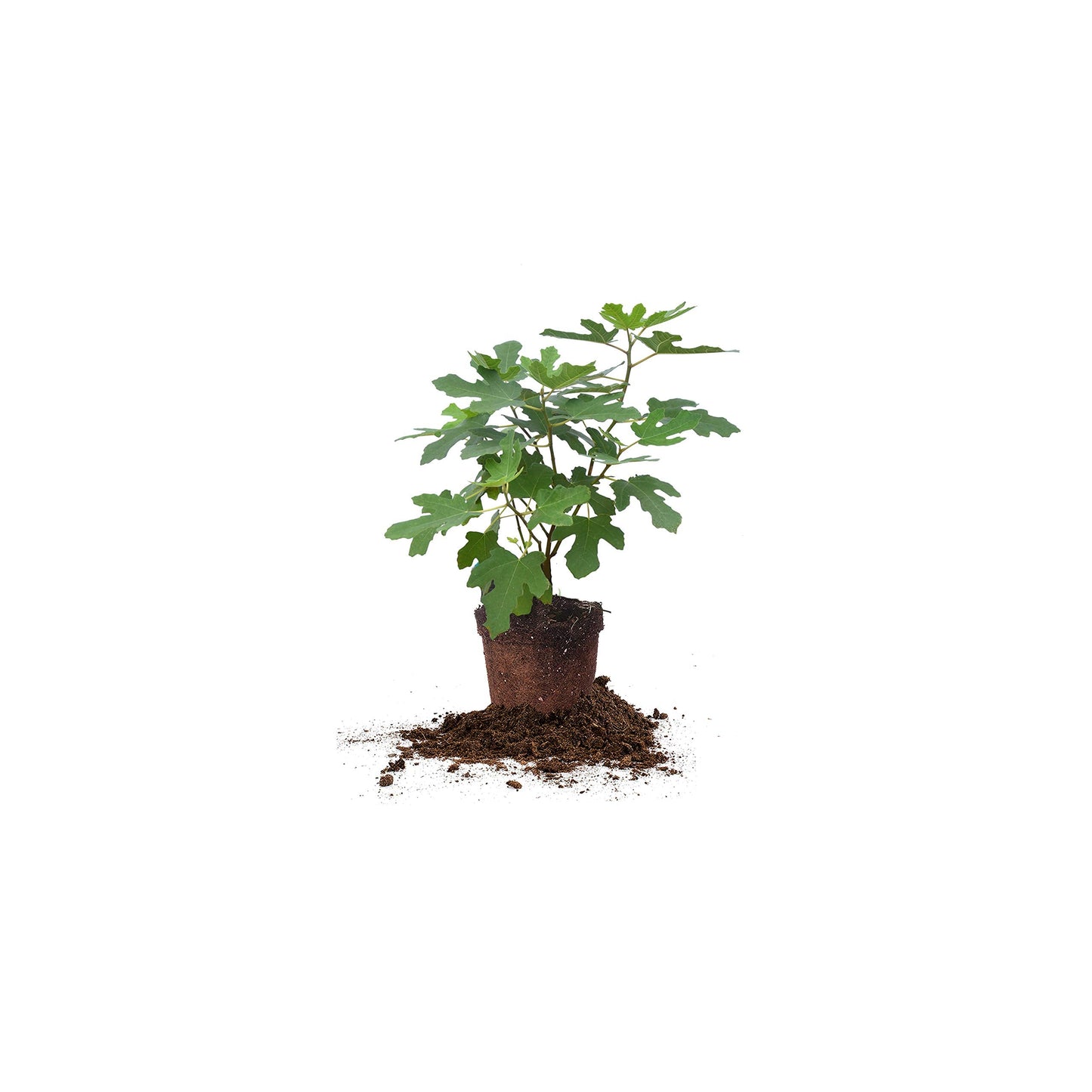 Chicago Hardy 1 Gallon