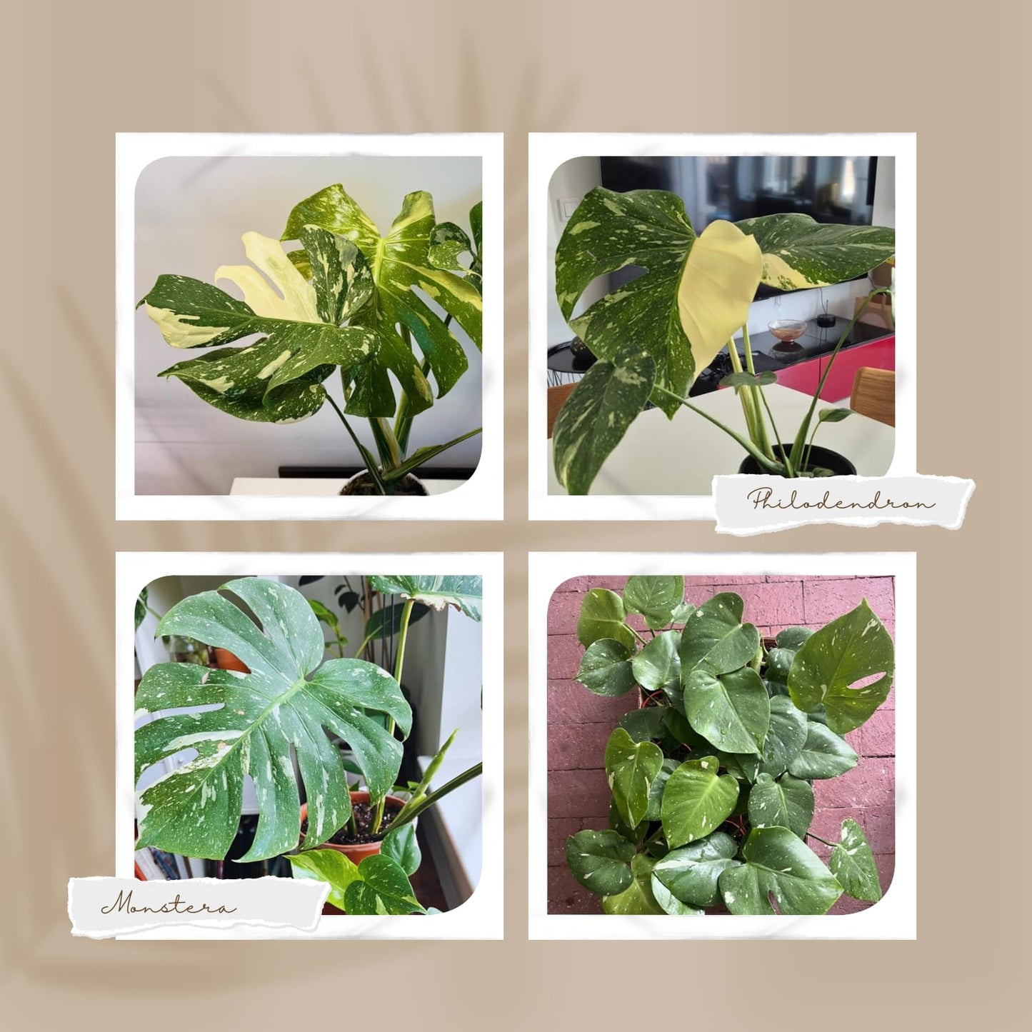 Rare Monstera Constellation Plant Live, Variegated Monstera Constellation Plant, 4–6 Inch Height, Philodendron Indoor Houseplant