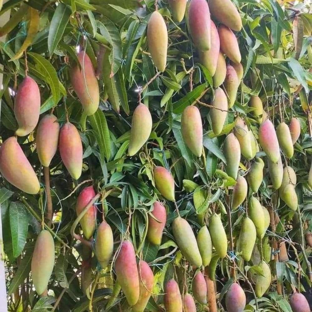Long Mango Tree 2-3ft Tall in 3 Gallon Pot for Outdoor Planting, Mango Plant Live, High Yield Tropical Fruit Tree, No Ship to CA