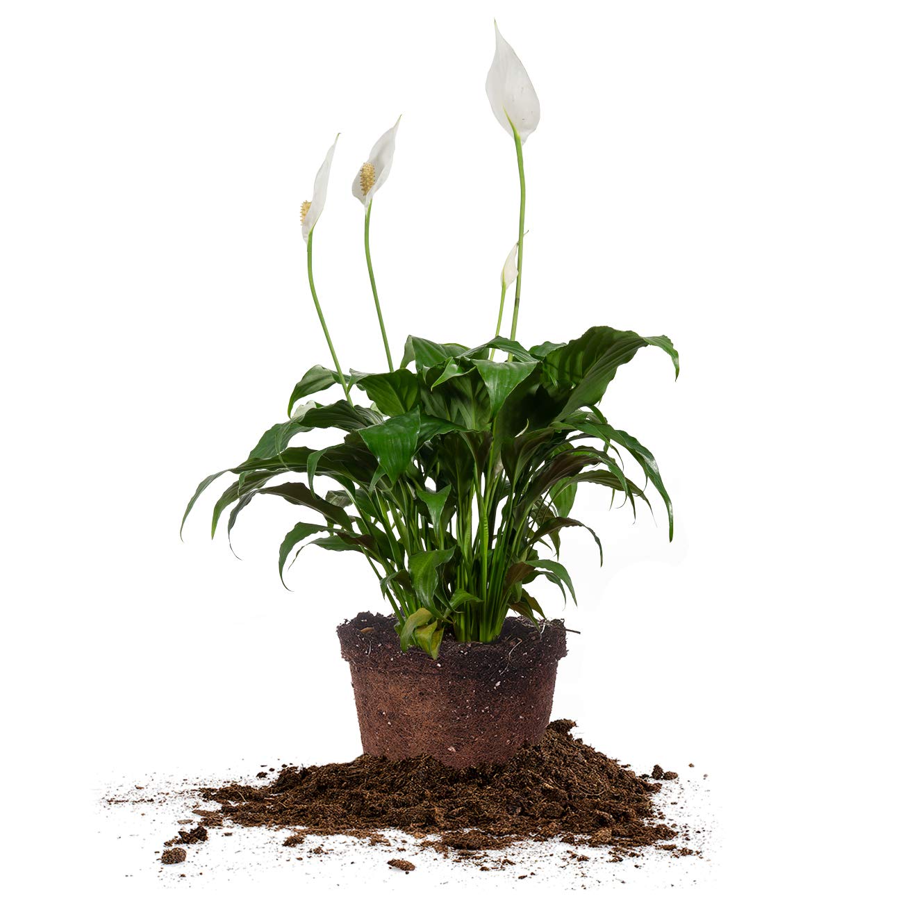PERFECT PLANTS Peace Lily | Spathiphyllum | 15in. Tall | Easy Care Houseplant | Perfect for Moderate to Bright Light Conditions, 6 in. Grower's Pot, | Air Purifying