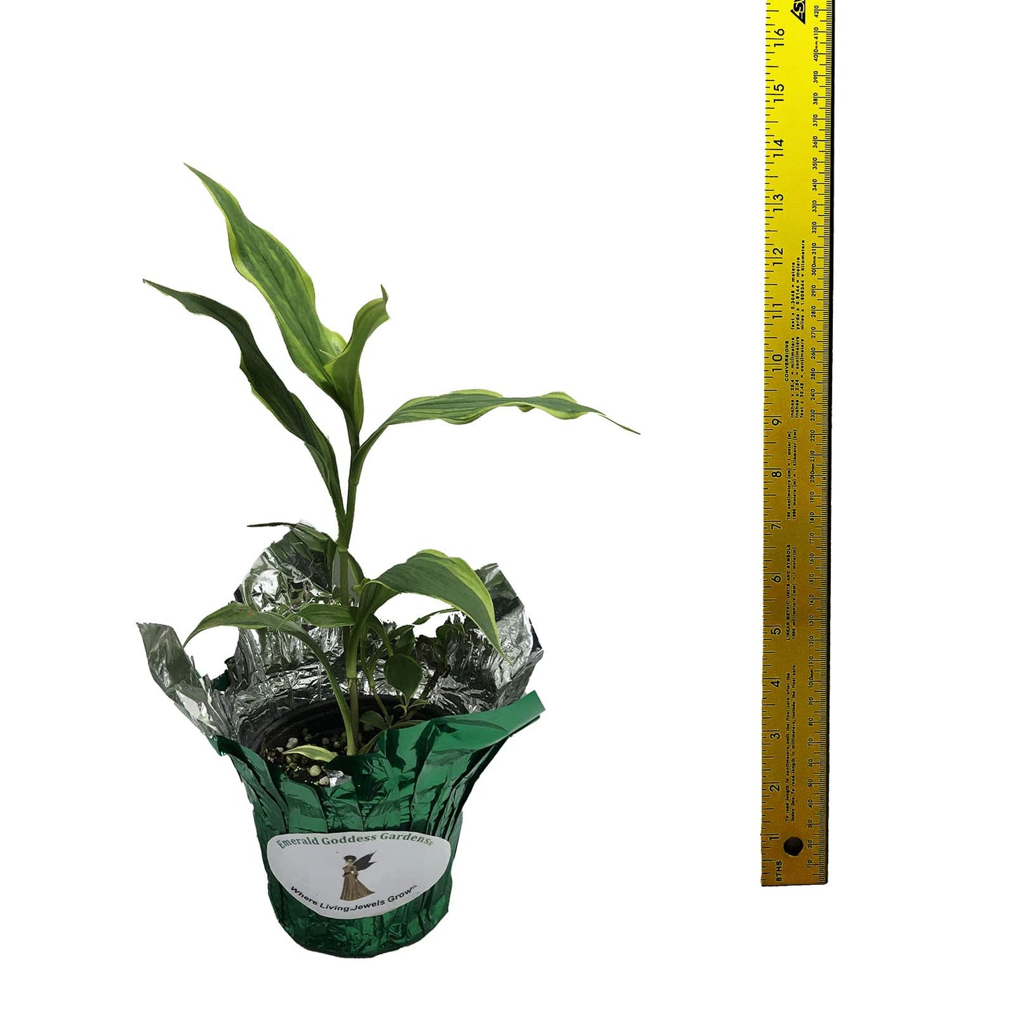 Toad Lily Variegated - Tricyrtis 'Samurai' - Live Tropical Plant - Tiny Purple Orchid Flower - Emerald Goddess Gardens - Starter Sz 4 Inch Pot