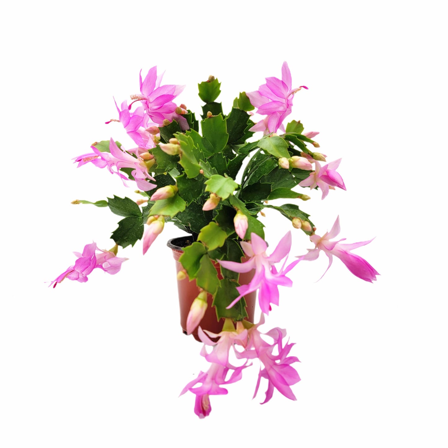 Wonderland Flora Thanksgiving Cactus, Pink Seasonal Blooms, Live Indoor Plant, Flowering Houseplant, Christmas Cactus, 4-Inch Pot, Holiday Decor, Pet Safe, Free Heat Pack