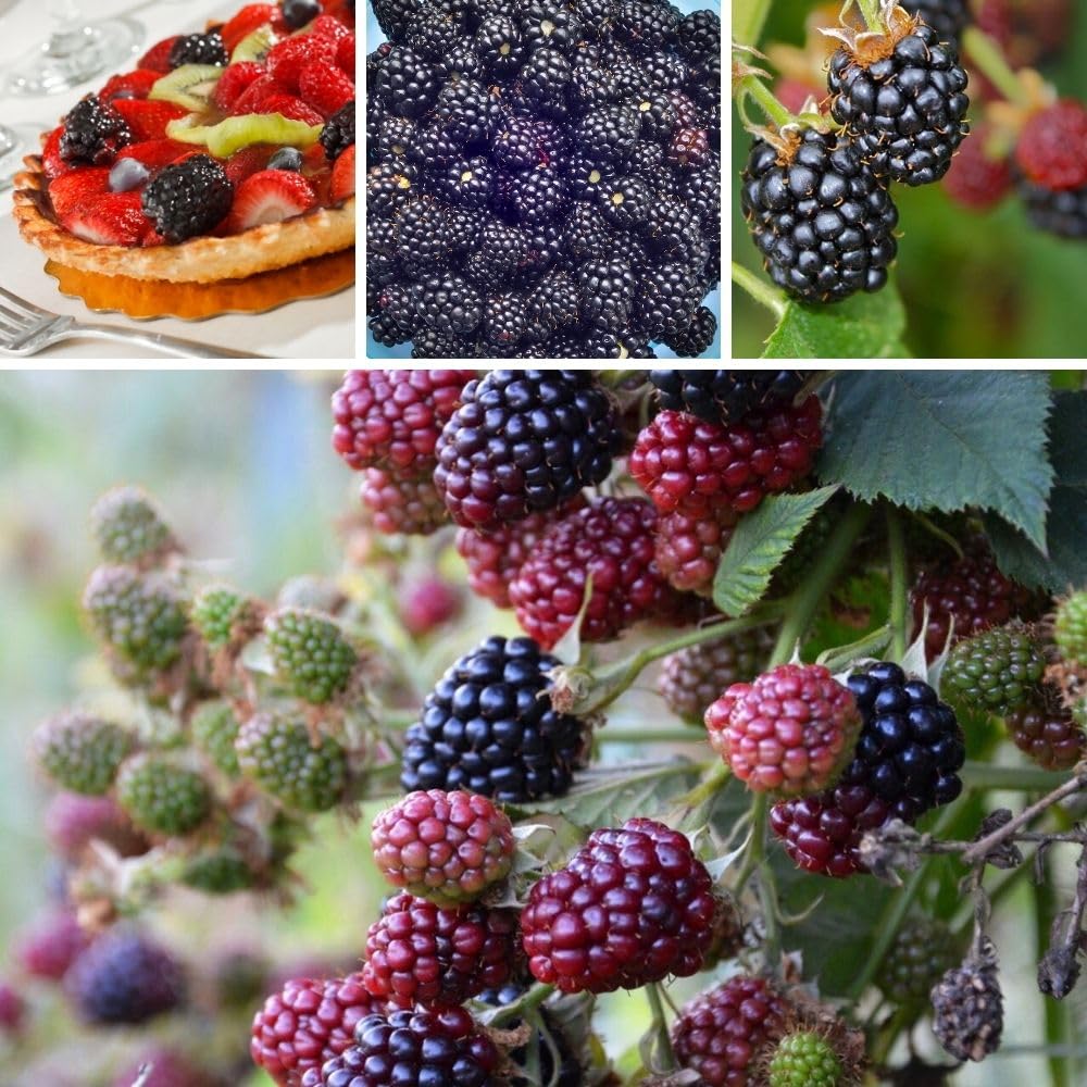 Combo 2 Boysenberry Plant 4 to 7 Inch Tall, Sweet Berry Bush Plants, Hardy Berry Fruit Plants Live for Planting Outdoor Garden, No Pot