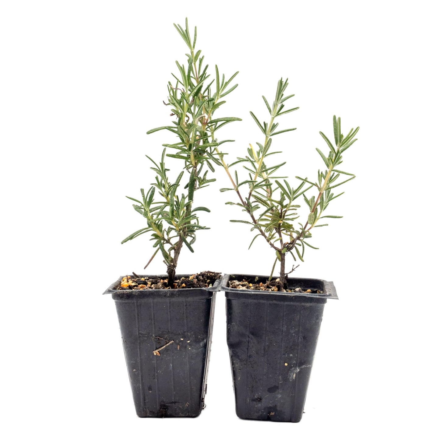 2 Ken Taylor Rosemary in 3.5" Nursery Cubes | Rosmarinus officinalis ‘Ken Taylor’ | Fragrant Evergreen Herb for Cooking, Gardens & Containers | Ready-to-Plant Live Plants