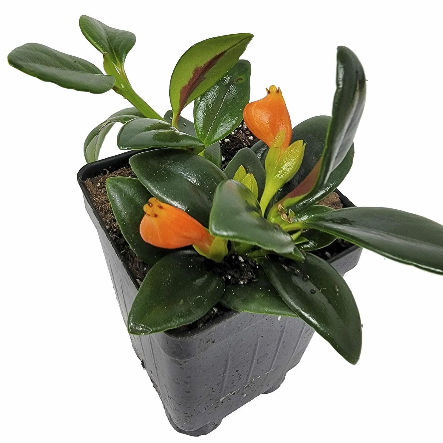 Nematanthus ‘Shady Lady Marlene’, Nematanthus ‘Shady Ladies Marlene’, Goldfish Plant, houseplant, Shiny and Vibrant Foliage, Container Size: 3" (2.6x3.5)