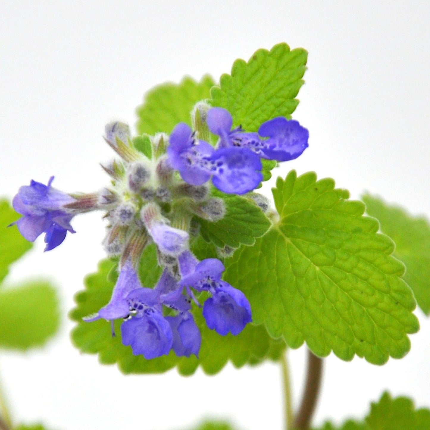 Nepeta 'Chartreuse on the Loose PPAF', Catmint, Fragrant Flowering Plant, Three Seasons of Color by Way of Foliage and Flowers, Container Size: 4.5"