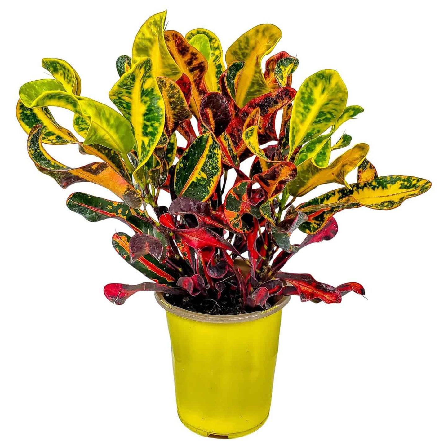 Croton Mammy - 16" to 20" Overall Height, 1 Gallon Pot - Live Variegated Plant - Tropical Plants of Florida