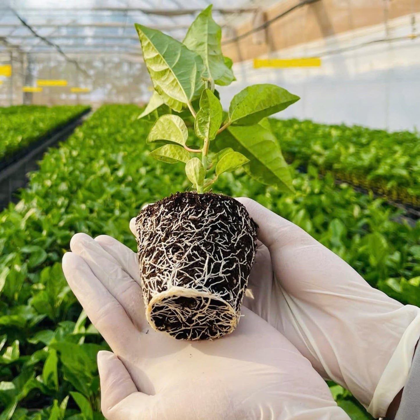 Passion Fruit Plant Live - Red Passionfruit | Size 4 Inch Tall | Fast Growing Red Passion Fruit with Striking Red Flowers for Pergolas, Arbors & Garden Spaces