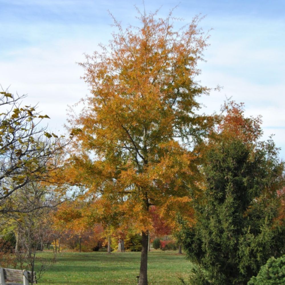 Set 2 Willow Oak Live Plant 12-18 Inch Tal, Hardy Shade Trees, Live Oak Plants for Planting Outdoor Garden, Dormant in Winter