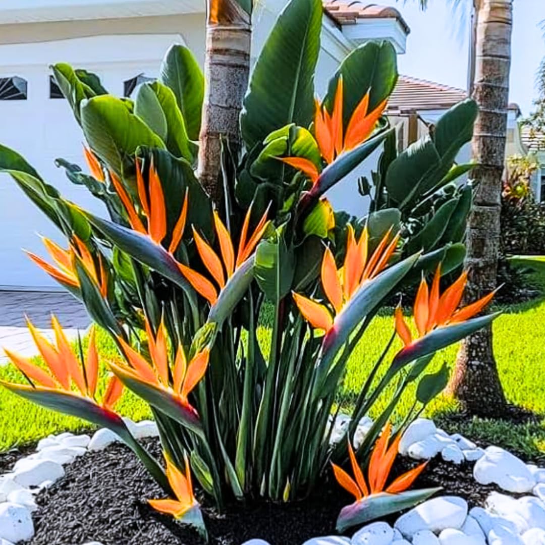 Orange Bird of Paradise Plant Live Houseplant, 5-12 Inch Tall, Ornamental Strelitzia Reginae Live Plant for Indoor Outdoor