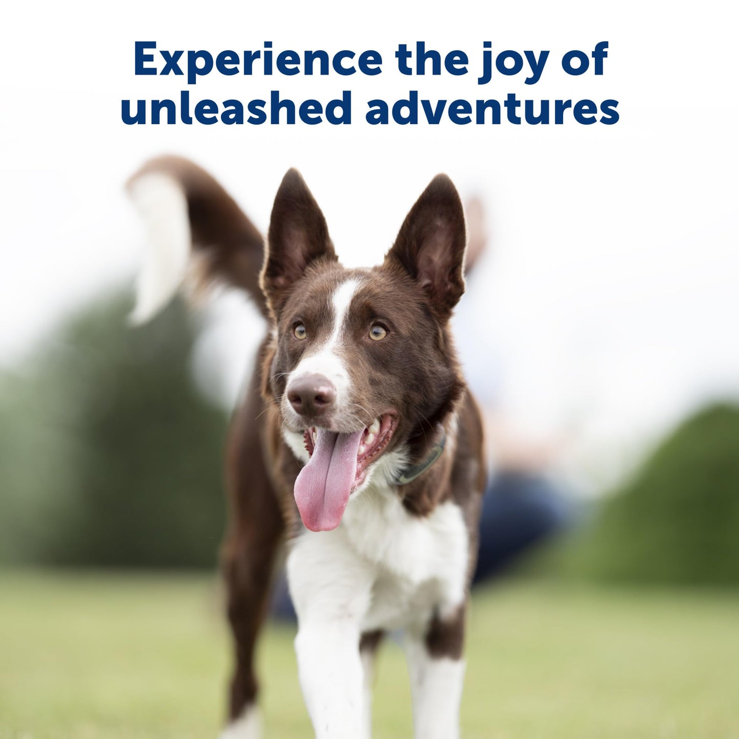 PetSafe Remote Trainer Dog Training Collar - 3 Training Modes: Tone, Vibration, 15 Levels of Static Stimulation, Standard for Dogs Over 8lb+ - Waterproof, Durable, Rechargeable - 100 Yards (300 Feet)