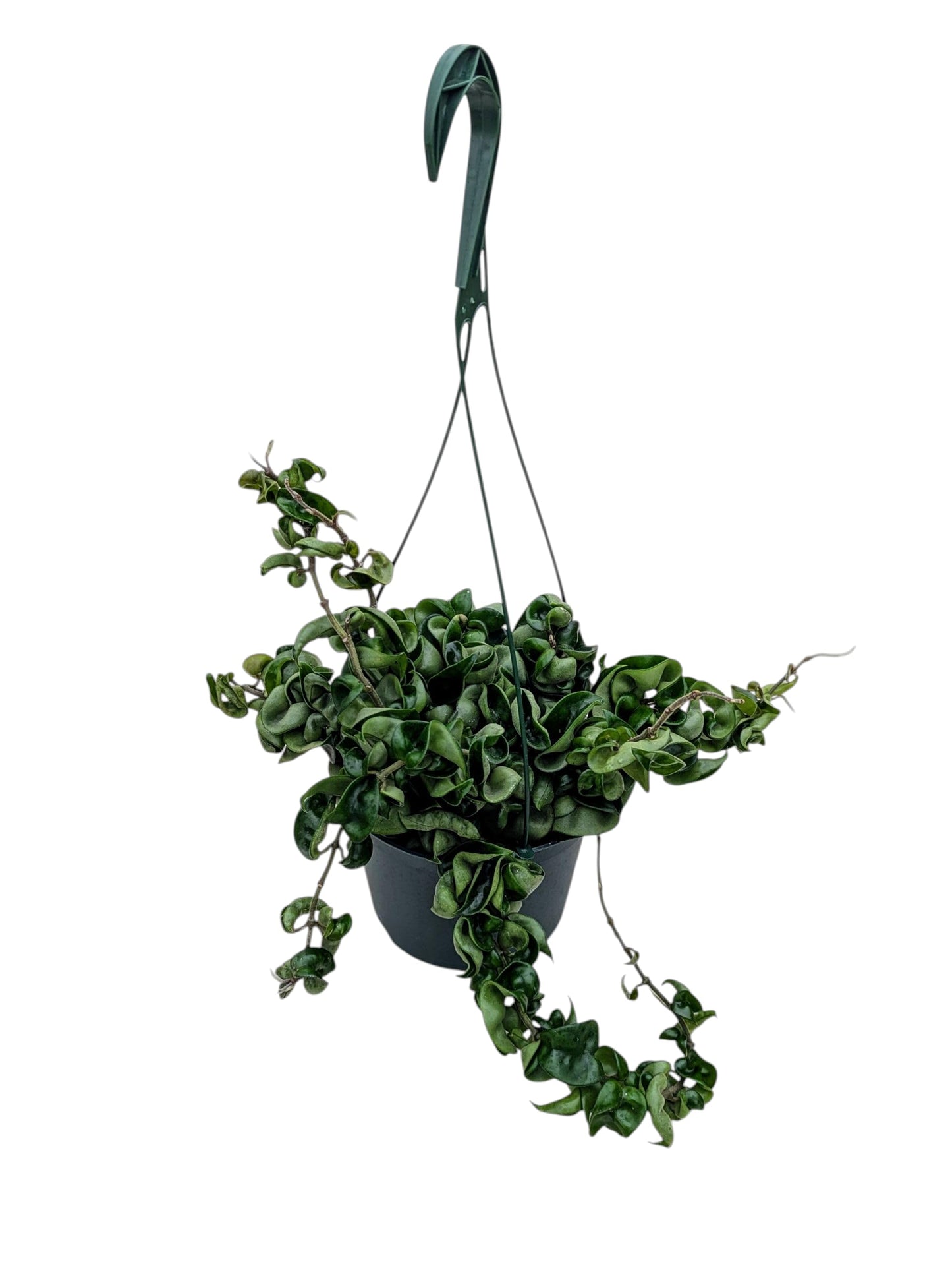 Live Hindu Rope Plant in 6-Inch Hanging Pot, Indoor Decorative Hoya Carnosa Compacta, Green Trailing Houseplant