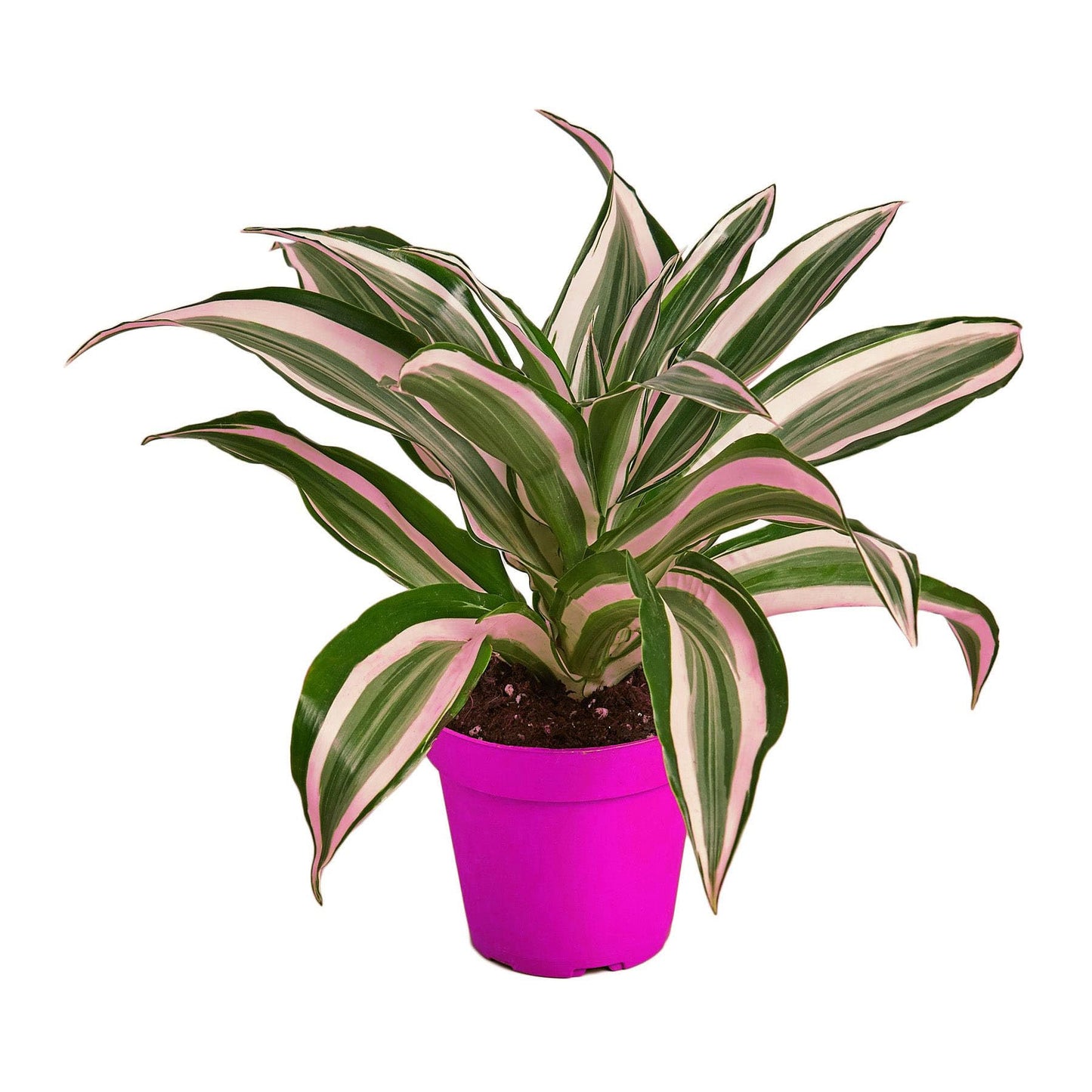 7 Pack Dracaena 'Warneckii White Jewel' - 4" Pot in 4in Pot - Live Tropical Houseplant - Easy to Grow | Air Purifying | Variegated | USA Growers | The Snobby Leaf