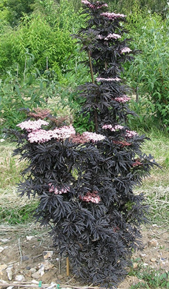 Laced Up® Elderberry - 4" Pot - Sambucus - Proven Winners