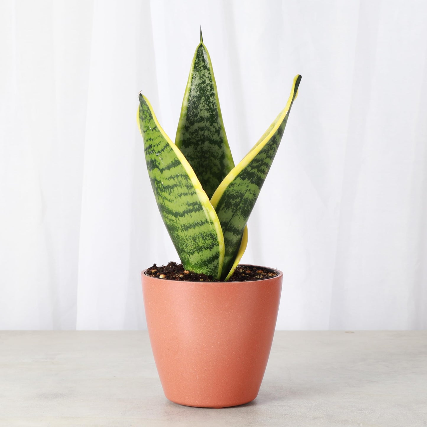 Thorsen's Greenhouse Variegated Snake Plant, Dracaena Trifasciata, Sansevieria, Mother-in-Law Tongue, Low Light, Easy to Grow, Live Indoor Plant, 4" Diameter Pot (Terra Cotta)