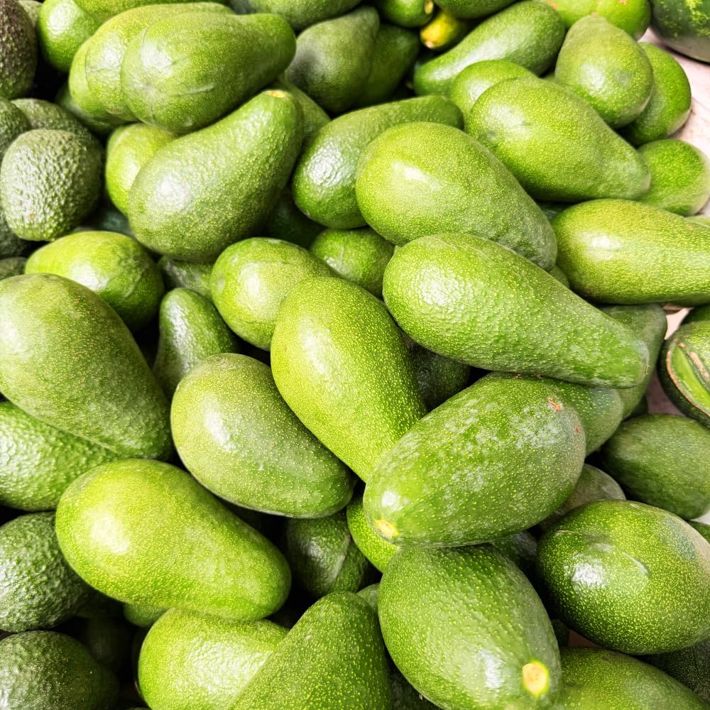 Green Avocado Tree, Avocado Trees Live Plants in 3 Gallon Pot, Fruit Bearing Plant for Outdoor Garden, 1-2 Feet Tall, No CA