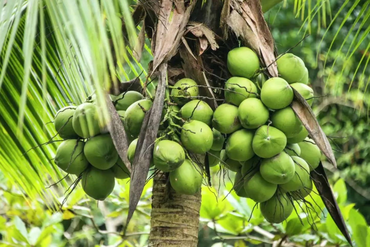 Live Dwarf Green Malayan Coconut Palm 6 to 12 inch Tall, Cocos nucifera Seedling for Planting, Sprouted Coco Plant Produces Edible Fruits, Ready to Grow