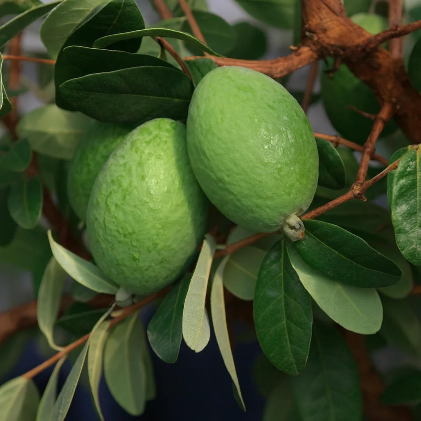 3 Pineapple Guava Live Plants, Pineapple Guava Fruit Trees 4-7 Inches Tall to Grow