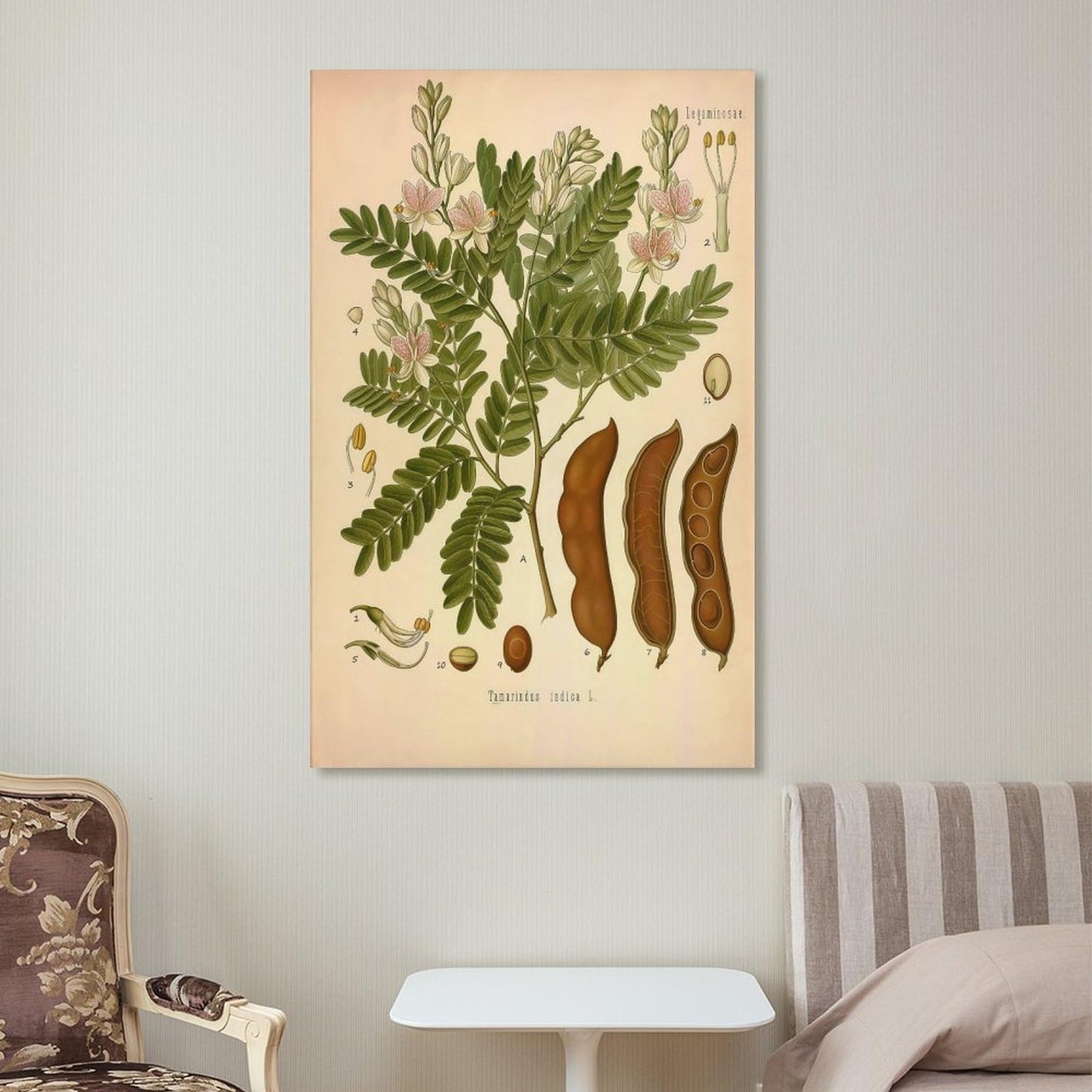 Tamarind Tree Plant Knowledge Poster Canvas Wall Art Posters For Room Aesthetic And Decor Poster For Bedroom Living Room Bathroom Kitchen Office Decor 24x36inch(60x90cm) Unframe-style