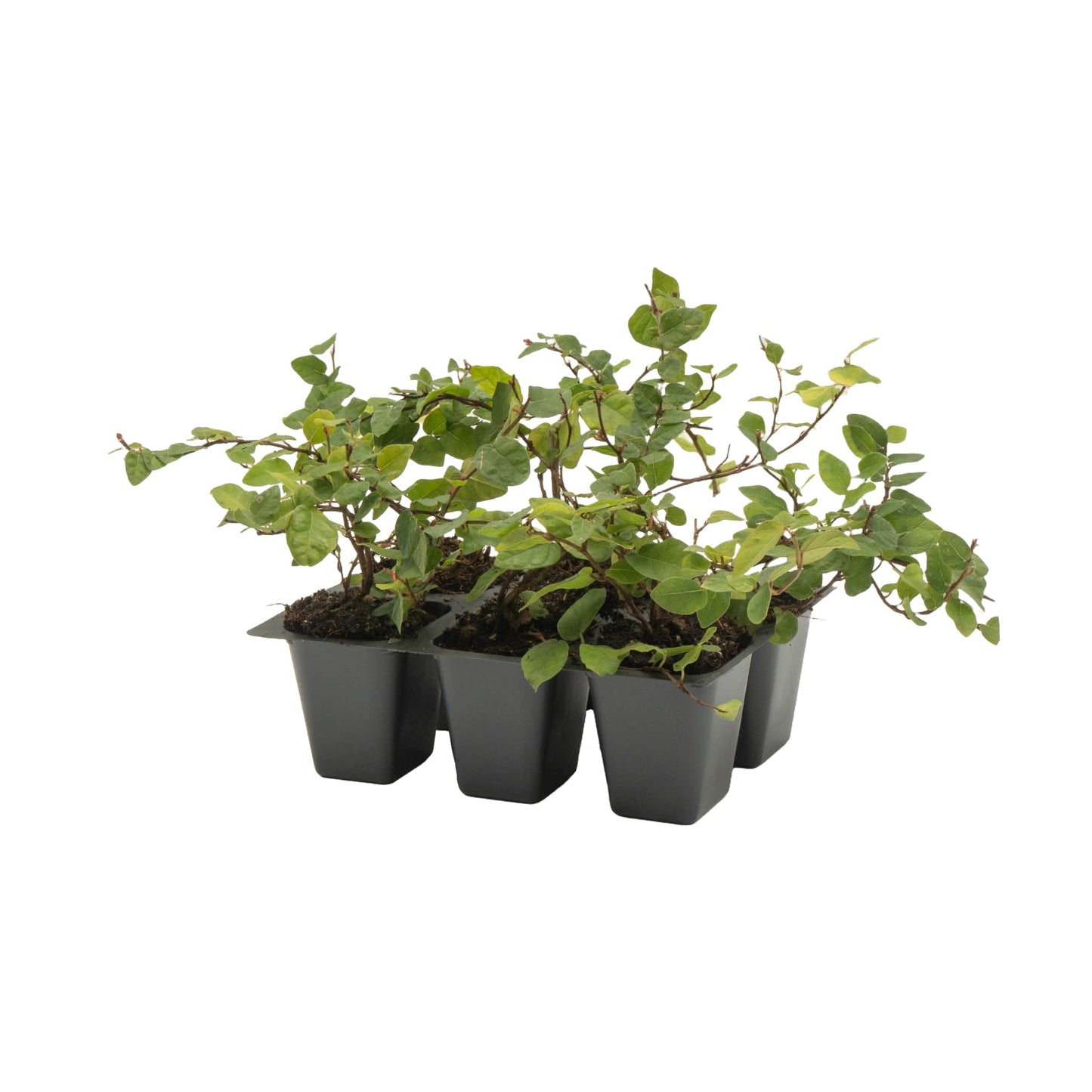 6 Creeping Fig, Live Plants – Ficus Repens – Fast-Growing & Versatile Climbing Vine in 2.5” Nursery Cubes – Perfect for Living Walls, Topiaries, Ground Cover & Indoor/Outdoor Decor