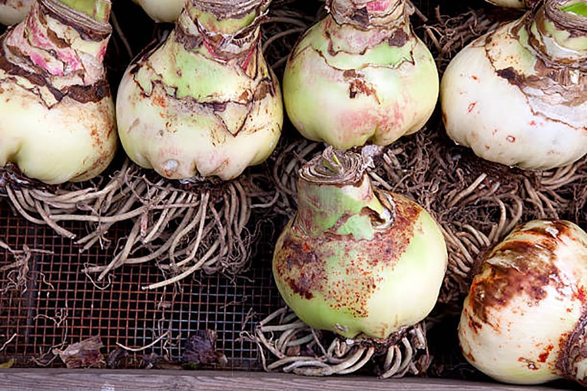 New Variety Amaryllis: Top Notch - Double Rose Pink – 28-30 cm Bare Root Bulb – Amaryllis Top Notch is one of a Kind Double Amaryllis Form with Layer Upon Layer of Pink Petals.
