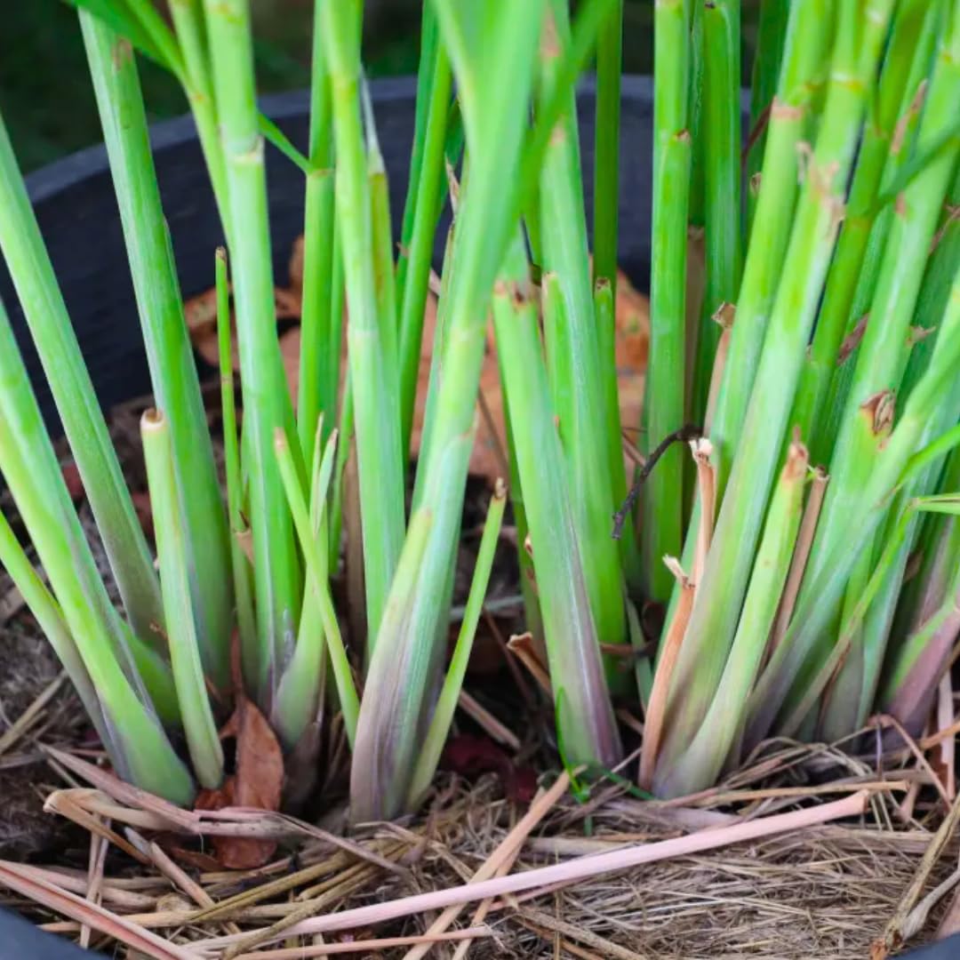 6 Lemon Grass Live Plants for Outside, Lemongrass Plants for Outdoor Planting Herb, Rooted Stalks