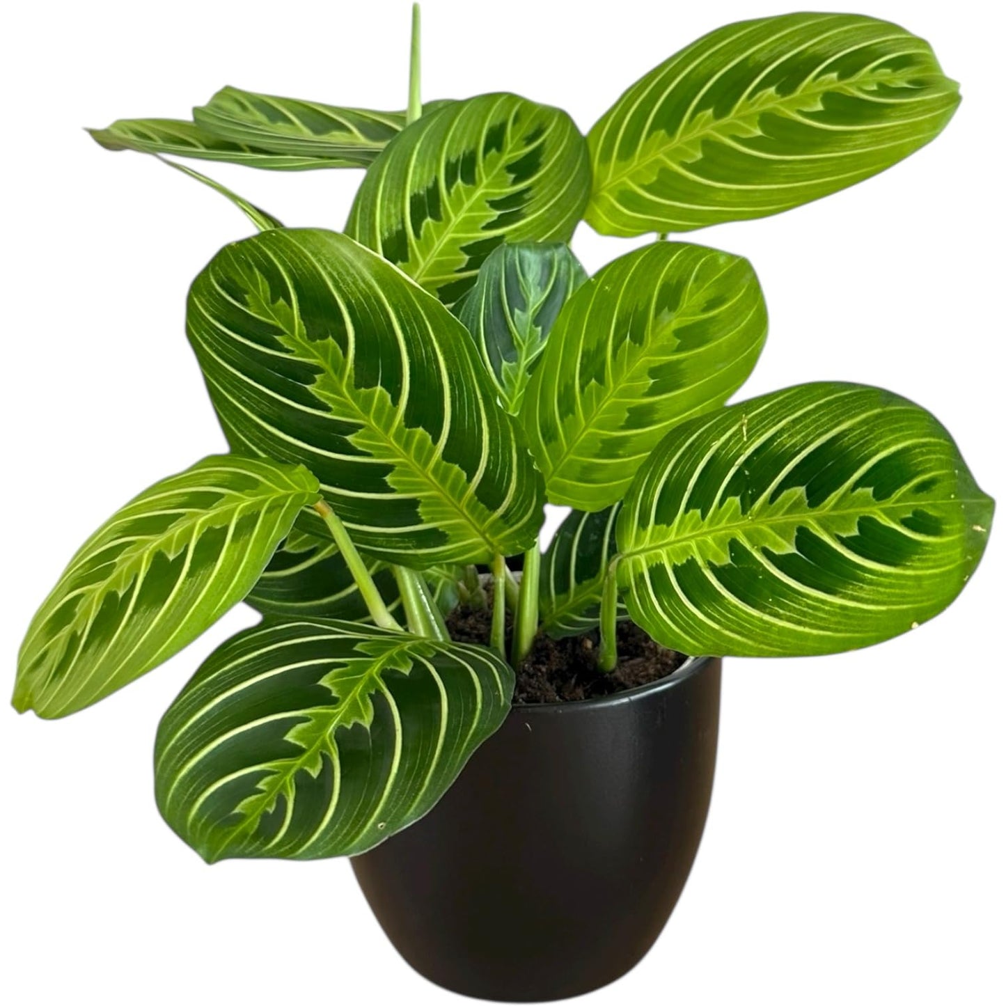 Live Plant, Lemon Lime Maranta Prayer Plant, Pet Friendly, Air Purifying Plant, Easy Care, Easy to Grow Live Indoor Plant, Houseplant, Rare Indoor Plant, Home Décor 4.7" Pot by Hopewind Plants Shop