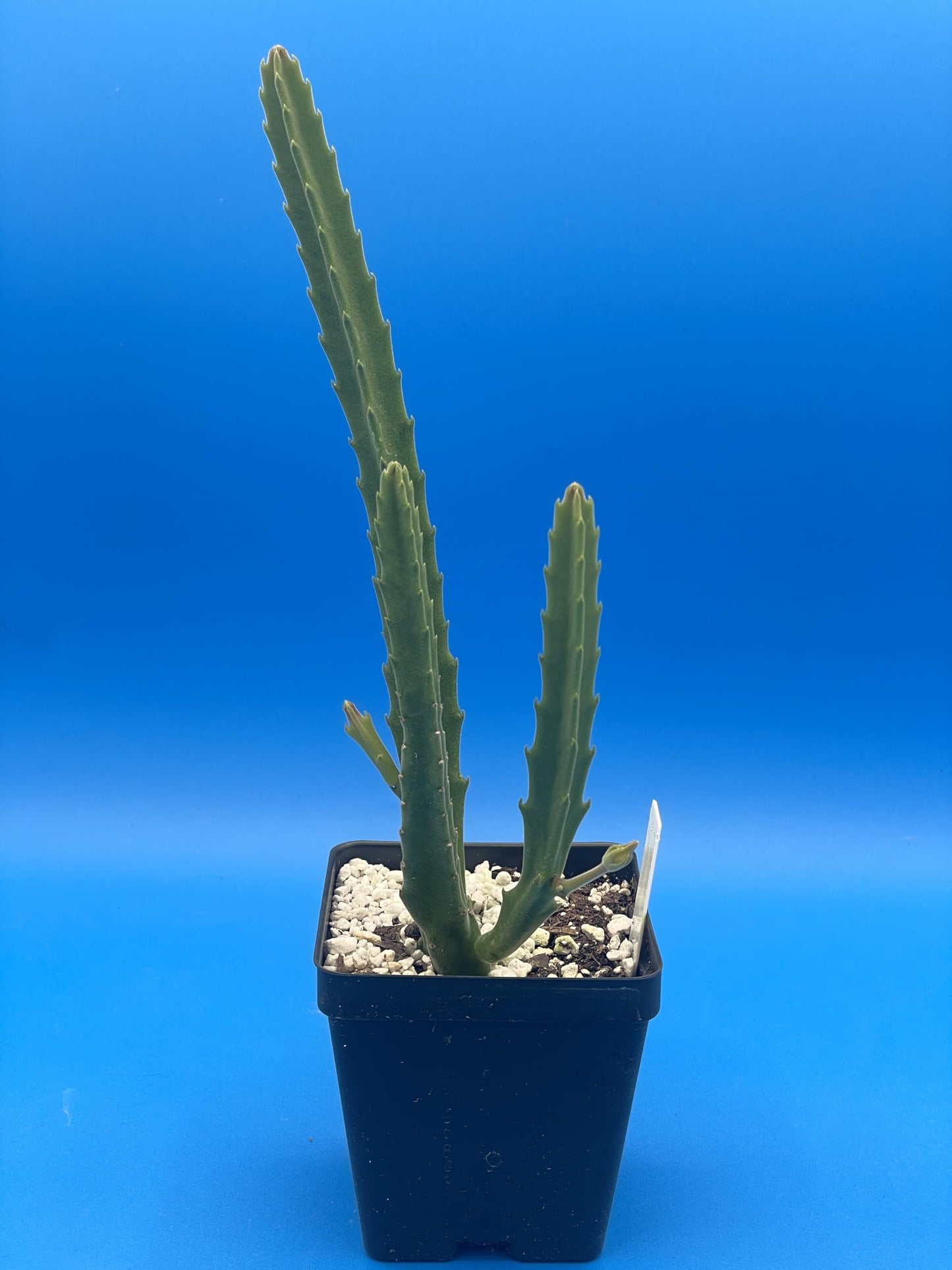 Stapelia Ambigua 3.5 Inch Potted Plant Well Rooted Starfish Cactus - No Shipping to California Or Arizona!
