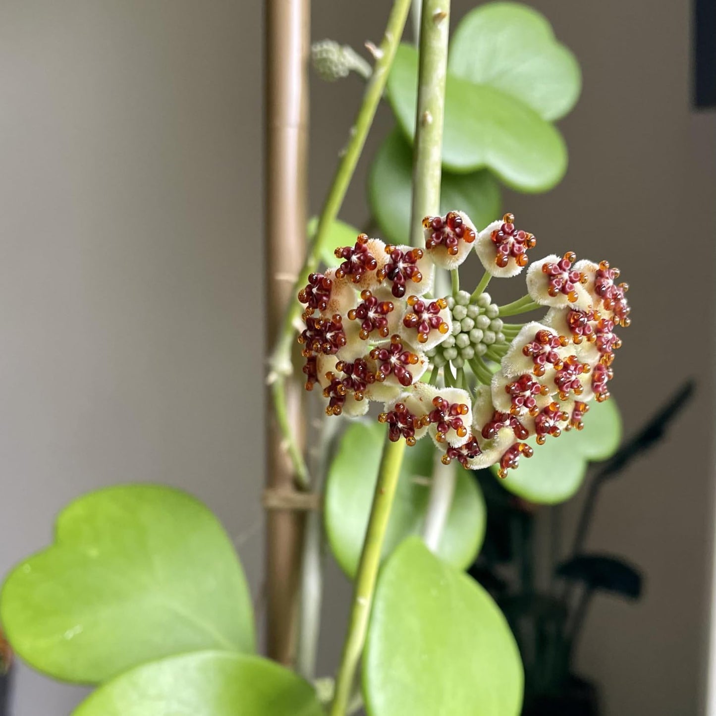 Hoya Kerrii Heart Plant Live, Hoya Plants Live Houseplants for Indoor Outdoor Garden Planting, Large Plants